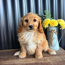 Load image into Gallery viewer, JUNO - Male Toy/Mini Cavoodle - Ready Now