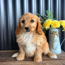 Load image into Gallery viewer, JUNO - Male Toy/Mini Cavoodle - Ready Now