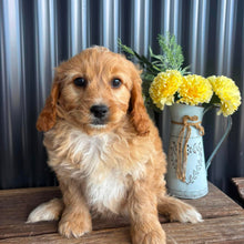 Load image into Gallery viewer, JUNO - Male Toy/Mini Cavoodle - Ready Now
