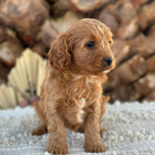 Load image into Gallery viewer, JUNIPER - Female Toy/Mini Cavoodle - Ready 25th Aug