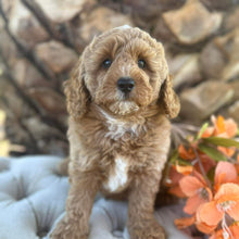 Load image into Gallery viewer, JUPITER -  Male Poodle - Ready this weekend