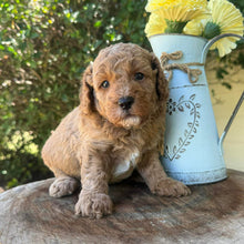 Load image into Gallery viewer, JUPITER -  Male Poodle - Ready this weekend