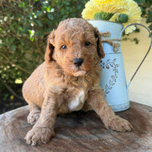 Load image into Gallery viewer, JUPITER -  Male Poodle - Ready this weekend