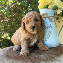 Load image into Gallery viewer, JUPITER -  Male Poodle - Ready this weekend