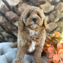 Load image into Gallery viewer, JUPITER -  Male Poodle - Ready this weekend