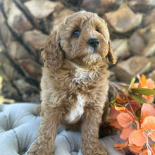 Load image into Gallery viewer, JUPITER -  Male Poodle - Ready this weekend