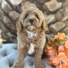 Load image into Gallery viewer, JUPITER -  Male Poodle - Ready this weekend