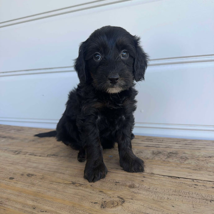 KAYLEY - Female  Mini Spoodle - Ready 7th Feb