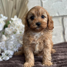Load image into Gallery viewer, KENNY - Male Toy Cavoodle - Ready 10th Sept NOW