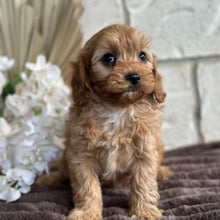Load image into Gallery viewer, KENNY - Male Toy Cavoodle - Ready 10th Sept NOW