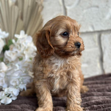 Load image into Gallery viewer, KENNY - Male Toy Cavoodle - Ready 10th Sept NOW