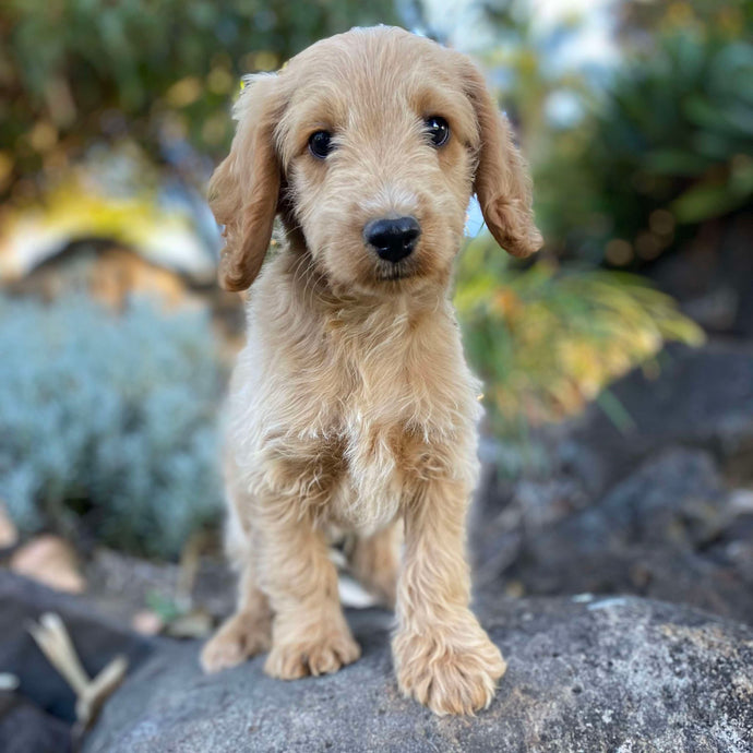 Spoodles – Diamond Valley Kennels