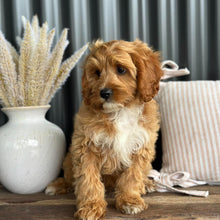 Load image into Gallery viewer, KIP - Male Toy Cavoodle - WEBSITE LAUNCH SPECIAL