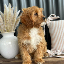 Load image into Gallery viewer, KIP - Male Toy Cavoodle - WEBSITE LAUNCH SPECIAL