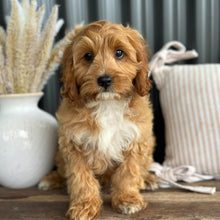 Load image into Gallery viewer, KIP - Male Toy Cavoodle - WEBSITE LAUNCH SPECIAL