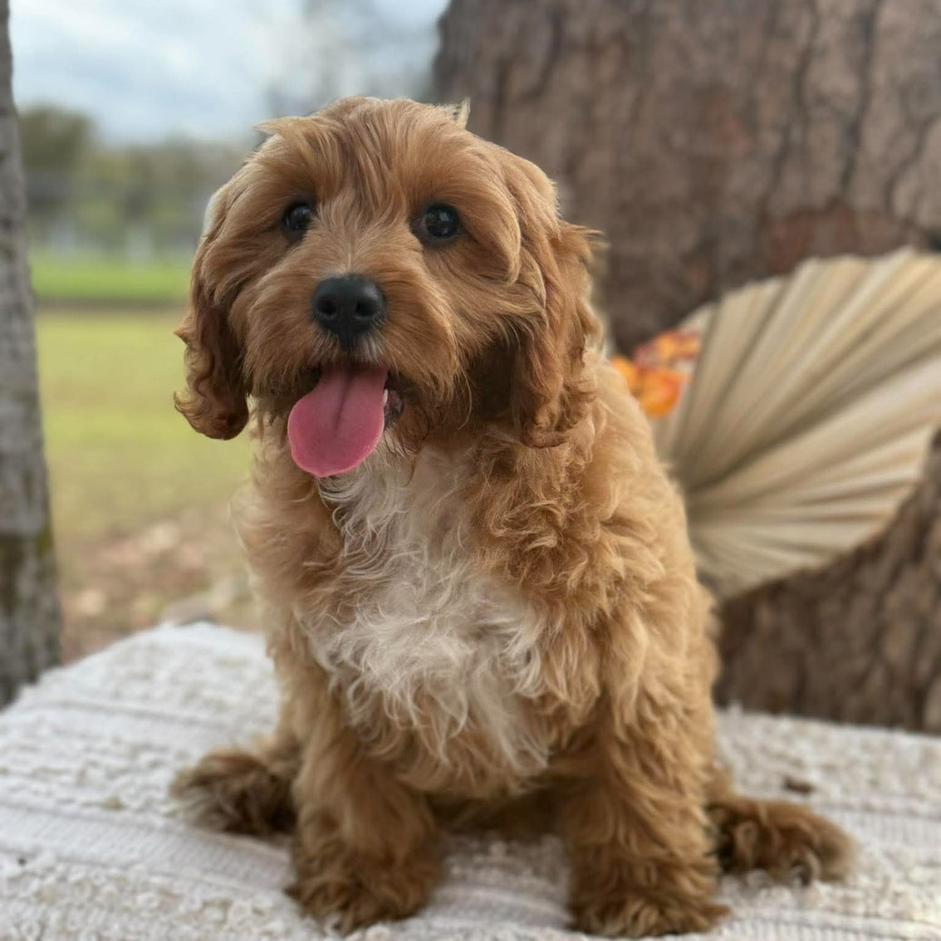 .✨KIP - Male Toy Cavoodle - WEBSITE LAUNCH SPECIAL