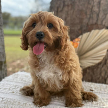 Load image into Gallery viewer, KIP - Male Toy Cavoodle - WEBSITE LAUNCH SPECIAL