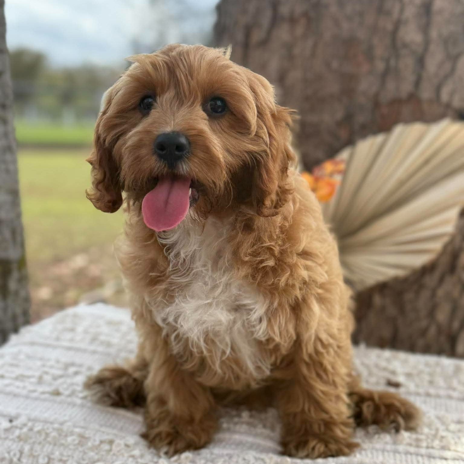 .✨KIP - Male Toy Cavoodle - Ready Now
