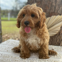 Load image into Gallery viewer, KIP - Male Toy Cavoodle - WEBSITE LAUNCH SPECIAL