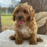 .✨KIP - Male Toy Cavoodle - Ready Now