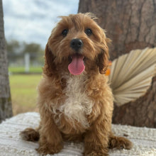 Load image into Gallery viewer, KIP - Male Toy Cavoodle - WEBSITE LAUNCH SPECIAL