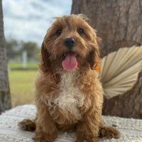 .✨KIP - Male Toy Cavoodle - Ready Now