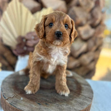 Load image into Gallery viewer, KIP - Male Toy Cavoodle - Ready for Home NOW