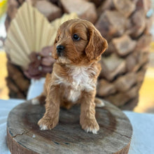 Load image into Gallery viewer, KIP - Male Toy Cavoodle - Ready for Home NOW