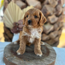 Load image into Gallery viewer, KIP - Male Toy Cavoodle - Ready for Home NOW