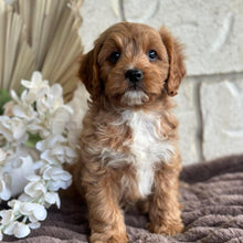 Load image into Gallery viewer, KIP - Male Toy Cavoodle - Ready for Home NOW