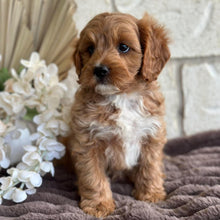 Load image into Gallery viewer, KIP - Male Toy Cavoodle - Ready for Home NOW