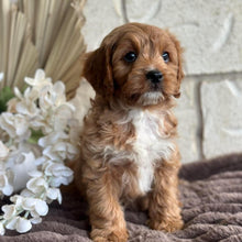 Load image into Gallery viewer, KIP - Male Toy Cavoodle - Ready for Home NOW