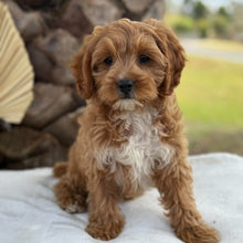 Load image into Gallery viewer, KIP - Male Toy Cavoodle - Ready for Home NOW