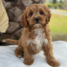 Load image into Gallery viewer, KIP - Male Toy Cavoodle - Ready for Home NOW