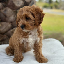 Load image into Gallery viewer, KIP - Male Toy Cavoodle - Ready for Home NOW