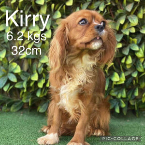 KYM - Female-  Toy Cavoodle - Ready Now