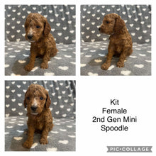 Load image into Gallery viewer, KIT - Female  Mini Spoodle - Ready 7th Feb