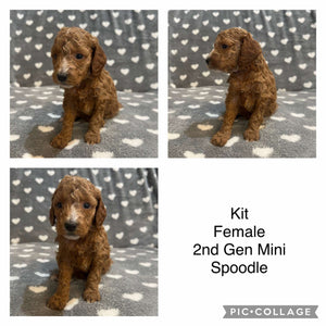 KIT - Female  Mini Spoodle - Ready 7th Feb