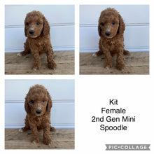 Load image into Gallery viewer, KIT - Female  Mini Spoodle - Ready 7th Feb