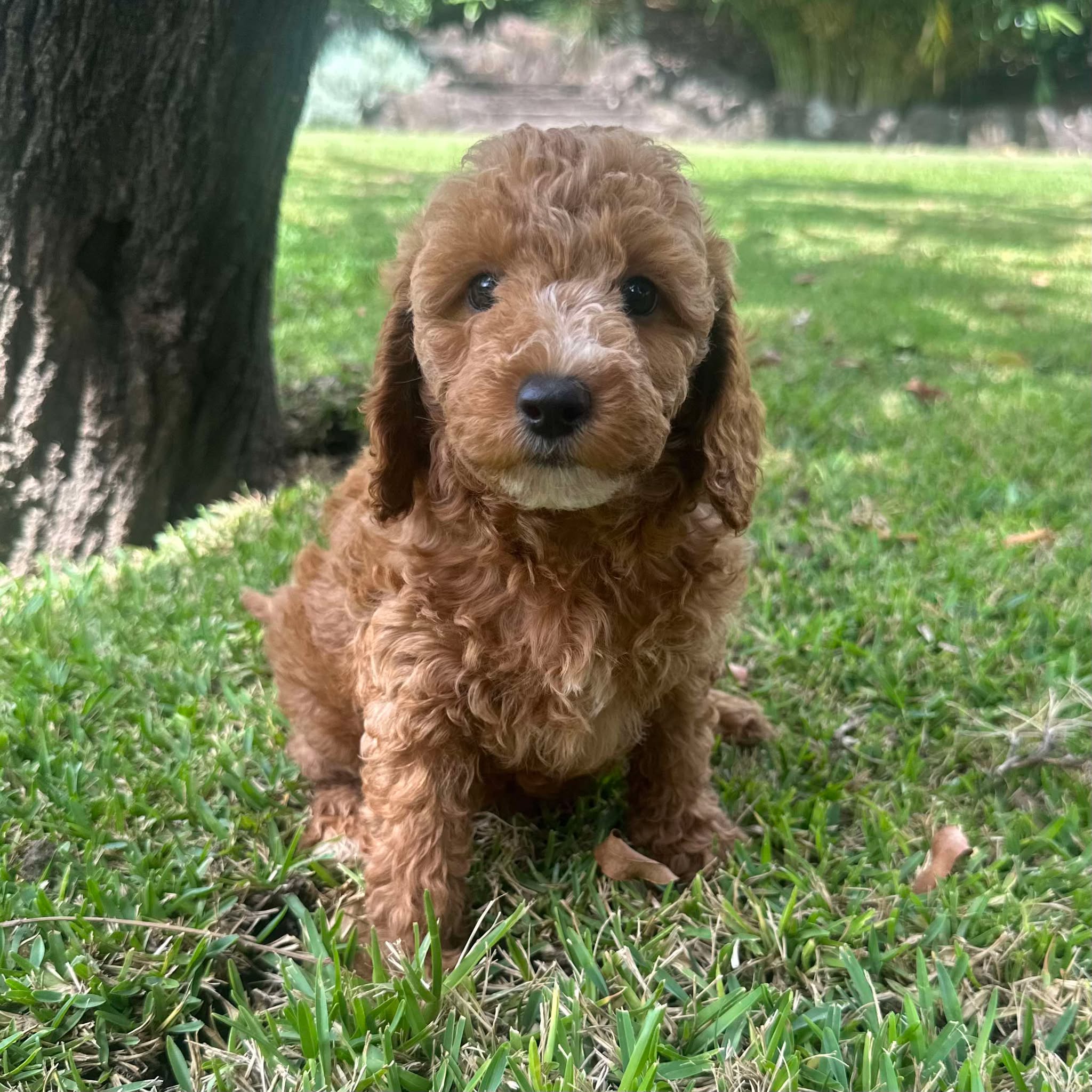 f1b cockatoo dog breed