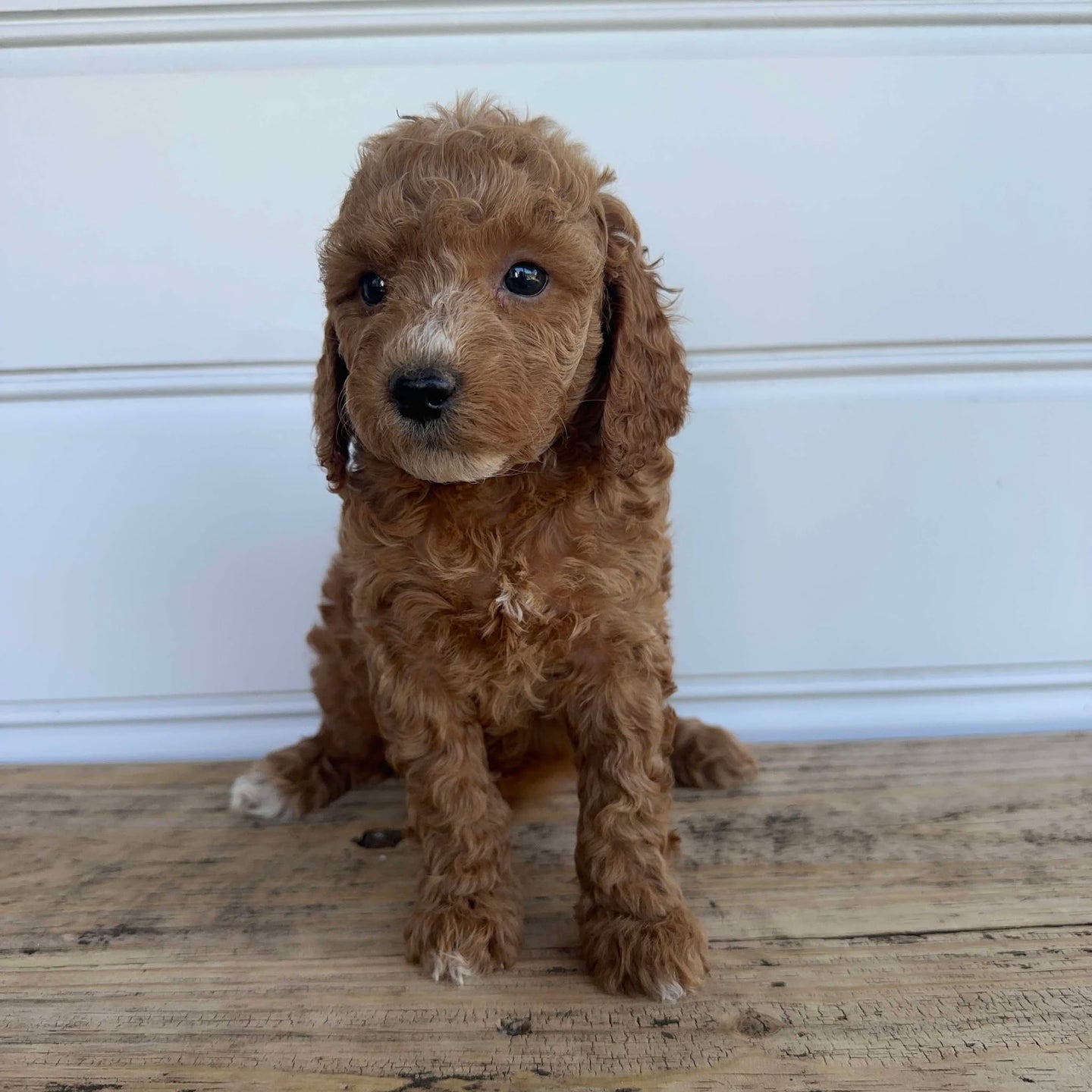 KIT - Female  Mini Spoodle - Ready 7th Feb