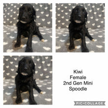 Load image into Gallery viewer, KIWI - Female  Mini Spoodle - Ready 7th Feb