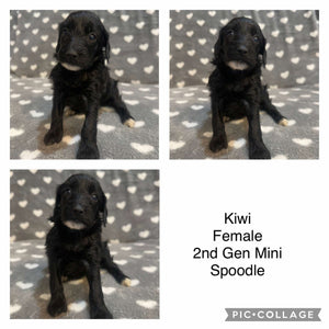 KIWI - Female  Mini Spoodle - Ready 7th Feb