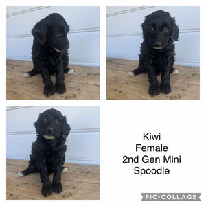 KIWI - Female  Mini Spoodle - Ready 7th Feb