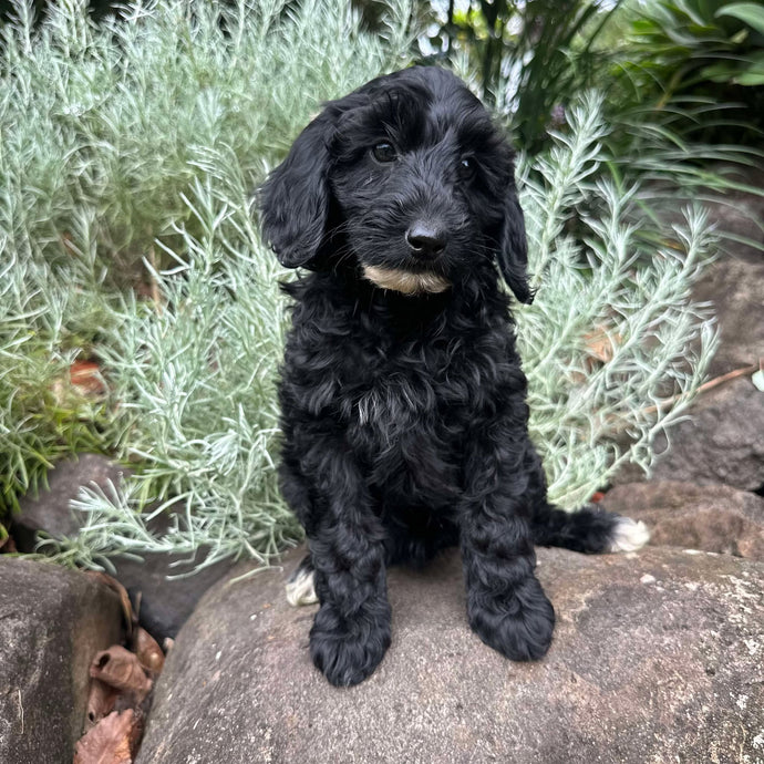 Spoodles – Diamond Valley Kennels