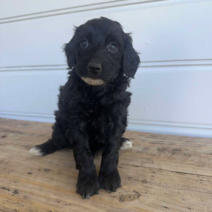 KIWI - Female  Mini Spoodle - Ready 7th Feb