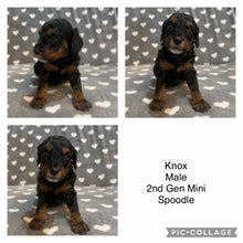 Load image into Gallery viewer, KNOX - Male  Mini Spoodle - Ready 7th Feb