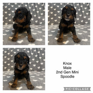 KNOX - Male  Mini Spoodle - Ready 7th Feb