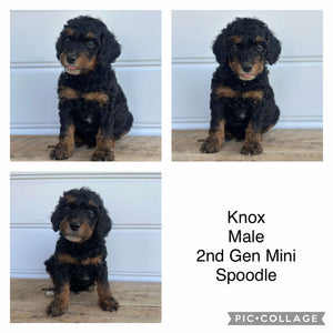 KNOX - Male  Mini Spoodle - Ready 7th Feb