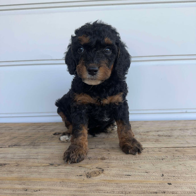 KNOX - Male  Mini Spoodle - Ready 7th Feb